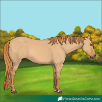 Horse Color:Red Dun 