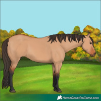 Horse Color:Bay Dun