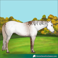 Horse Color:Gray Chestnut 