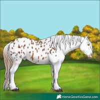 Horse Color:Chestnut Appaloosa 