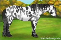 Horse Color:Gray Blue Roan Near Leopard 