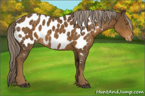 Horse Color:Chocolate Palomino Appaloosa 
