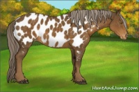 Horse Color:Chocolate Palomino Appaloosa 