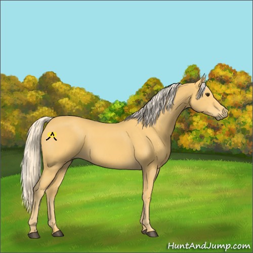 Horse Color:Palomino 