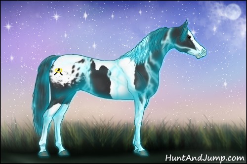 Horse Color:Thunderstruck Black Splash Tobiano Appaloosa 