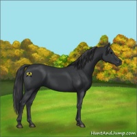 Horse Color:Black 