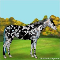 Horse Color:Plaid  White Spotted Brown Ice Appaloosa 