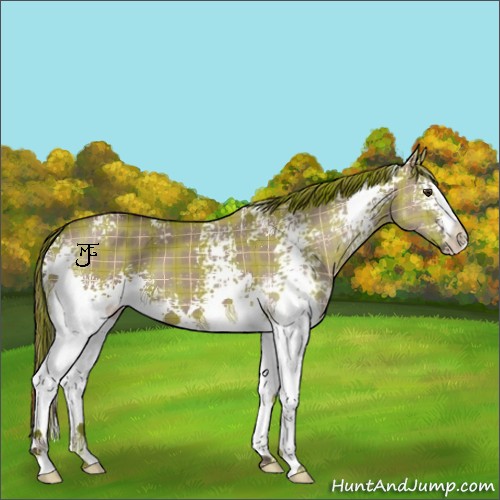 Horse Color:Plaid  White Spotted Liver Red Dun 