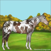 Horse Color:White Spotted Liver Chestnut 