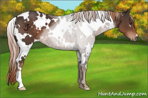 Horse Color:White Spotted Liver Chestnut 