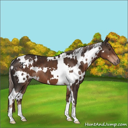Horse Color:White Spotted Liver Chestnut 