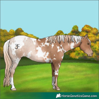 Horse Color:White Spotted Liver Chestnut Pearl 