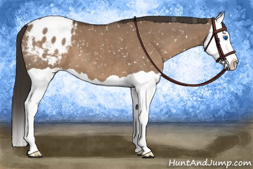 Horse Color:Liver Red Dun Splash Appaloosa 