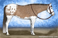 Horse Color:Liver Red Dun Splash Appaloosa 