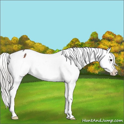 Horse Color:Silver Brown Appaloosa 