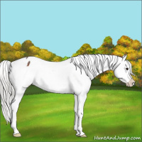 Horse Color:Silver Brown Snowflake Varnish 