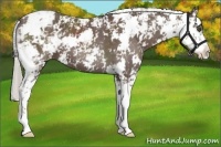 Horse Color:Silver Black Sabino 