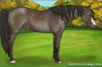 Horse Color:Liver Chestnut Appaloosa