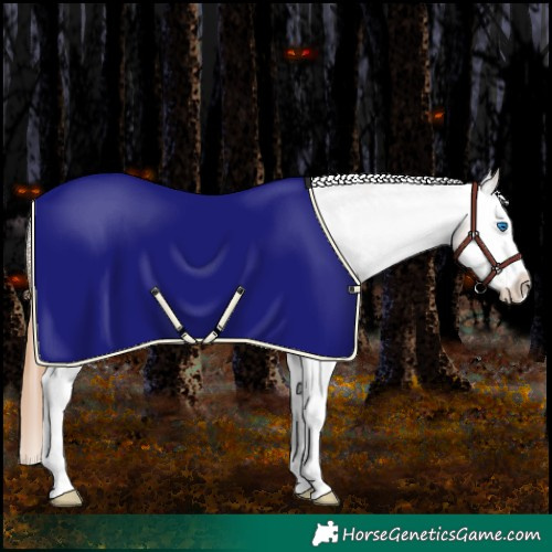 Horse Color:White Spotted Chestnut Splash Appaloosa 