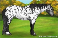 Horse Color:Gray Black Near Leopard 