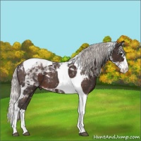 Horse Color:Silver Brown Splash Tobiano 