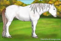 Horse Color:White Spotted Chestnut Splash