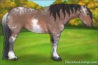 Horse Color:White Spotted Bay Ice 