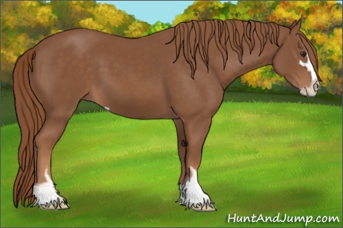Horse Color:Chestnut Sabino 