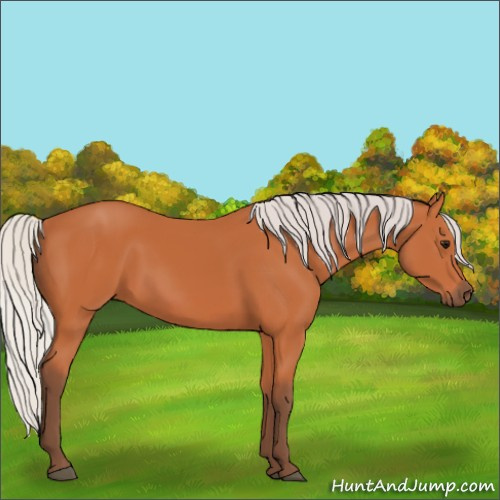 Horse Color:Silver Bay 