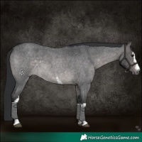 Horse Color:Platinum White Spotted Brown Roan Dun 
