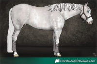 Horse Color:Platinum Chocolate Palomino Pearl Sabino Rabicano 