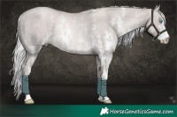 Horse Color:Platinum Chocolate Palomino Pearl Sabino Rabicano 