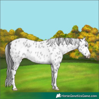Horse Color:Platinum Buckskin Dun Leopard 