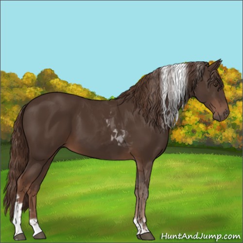 Horse Color:Liver Chestnut Tobiano Rabicano