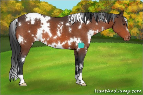 Horse Color:White Spotted Bay Varnish