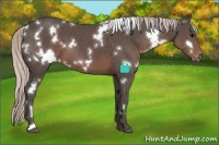 Horse Color:White Spotted Silver Black Appaloosa 
