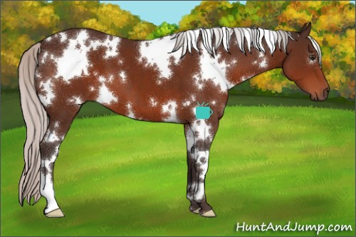 Horse Color:White Spotted Silver Brown