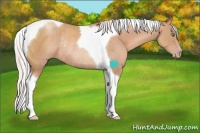 Horse Color:Silver Sable Champagne Tobiano Rabicano 