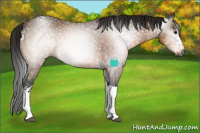 Horse Color:Gray White Spotted Buckskin Tobiano 
