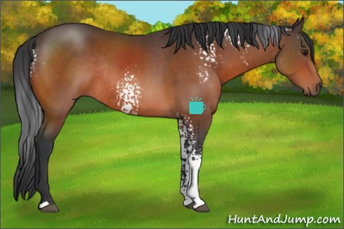 Horse Color:White Spotted Brown Rabicano 