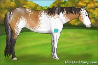 Horse Color:White Spotted Buckskin Rabicano