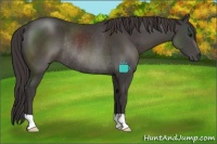Horse Color:Smoky Black Rabicano 