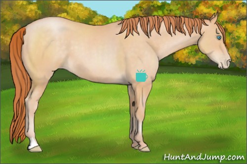 Horse Color:Buckskin Pearl 