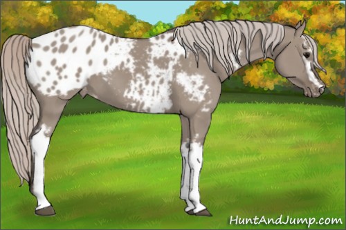 Horse Color:White Spotted Silver Grullo Appaloosa 