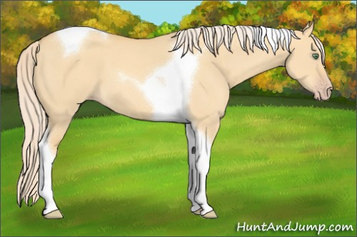 Horse Color:Gold Cream Champagne Dun Tobiano 