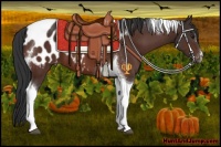 Horse Color:Brown Tobiano Appaloosa 