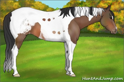 Horse Color:Bay Tobiano Snowcap