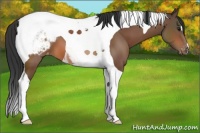 Horse Color:Bay Tobiano Snowcap 