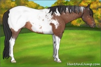 Horse Color:Brown Tobiano Appaloosa 