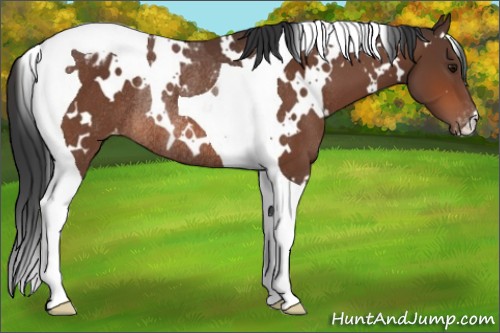 Horse Color:White Spotted Bay Tobiano Appaloosa Rabicano 